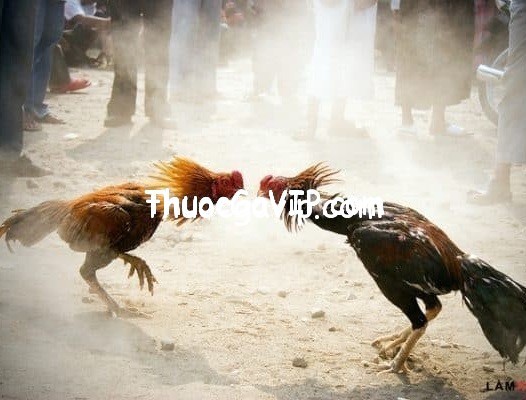 www.123nhanh.com: chăm sóc và sử dụng thuốc gà đá tốt cho chiến kê