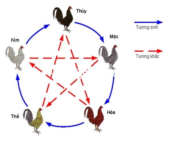 Gà mệnh Thủy thường có màu lông và bờm như thế nào?
