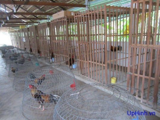 cách làm chuồng nuôi gà bằng gỗ