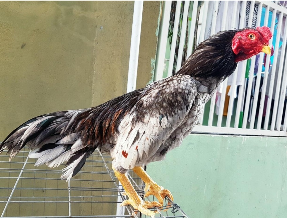 10+ Giống Gà Mỹ Rặc đá hay nhất được nhiều ae truy tìm