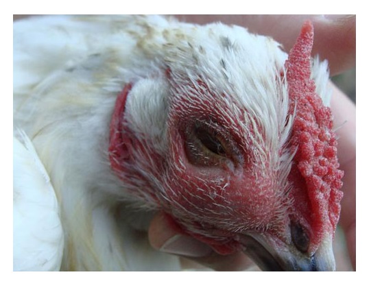 Cách nhận biết gà bị sưng mắt có mủ và viêm kết mạc là như thế nào?
